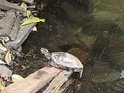 Turtle at Miller Park Zoo