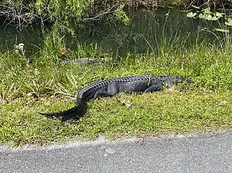 Two American Alligators next to the bike path at Shark Valley
