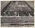 U.S. Sugar Plant Field Station (USDA Sugarcane Field Station), 1940, Canal Point, Florida.