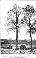 'Belgica' near Rochefort, Belgium (1904), 9 feet (2.7&nbsp;m) in girth at 48 years [2]: p.1871 