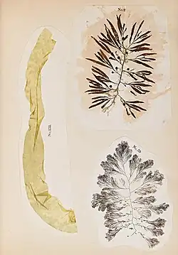 Three dried seaweed specimens arranged on an album page
