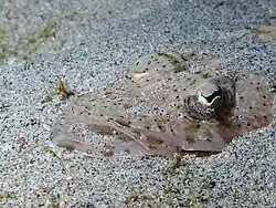 A platycephalid buried in the sand (Komodo, Indonesia)
