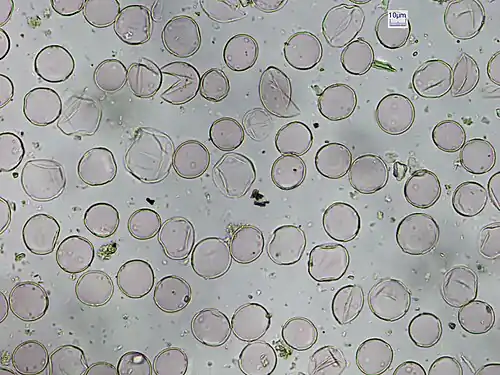 Processed pollen, 40x