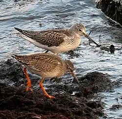 Common redshank is significantly smaller than, for example the Common greenshank