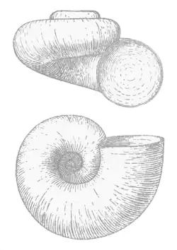 depressed trochiform or valvatiform