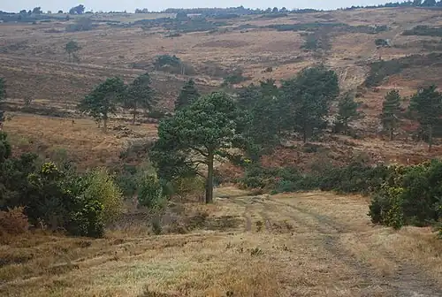 A photograph of the Vanguard Way traversing across Ashdown Forest.