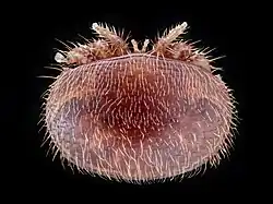 Adult female in dorsal view