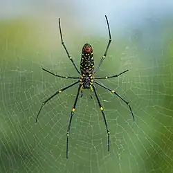 Golden orb weaver female (Nephila pilipes)