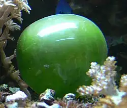 The unicellular bubble algae lives in tidal zones. It can have a 4&nbsp;cm diameter.[383]