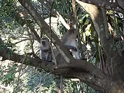 Vervet monkeys in a tree