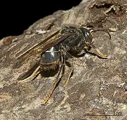 V. velutina color form nigrithorax, dark color variant - Toulouse