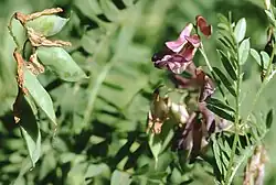 Kashubian (Danzig) vetch (V.&nbsp;cassubica)