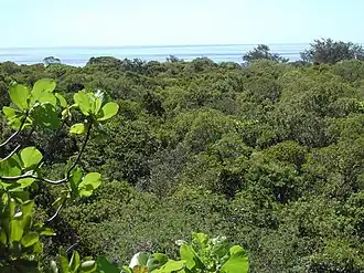 View over tropical dry forest to coastal strand vegetation on Jaco Island