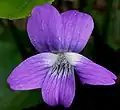 A closeup of a purple violet flower.