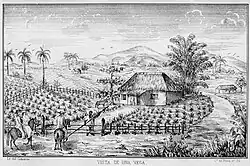 Image 22Tobacco fields in Cuba, 1859 (from History of Cuba)