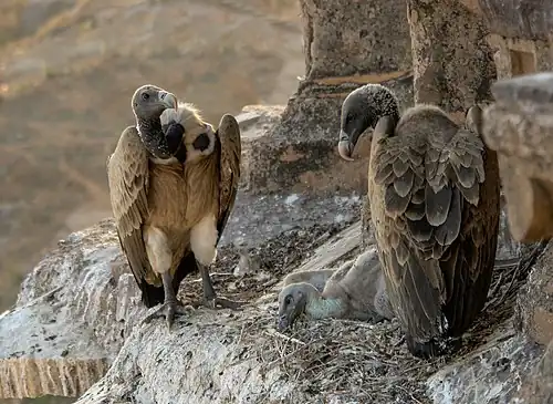 Vultures in the nest, Orchha