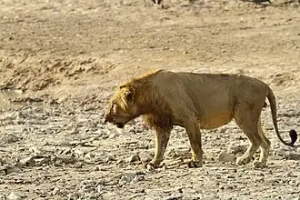 West African lion in Pendjari National Park, Benin