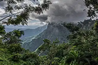 A dense forest with mountains in the background