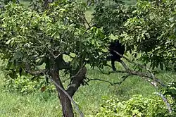 A western lowland gorilla in the trees around Langoué Baï, Ivindo National Park, Gabon