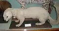 A rare white tayra at Ipswich Museum, Ipswich, Suffolk, England