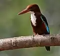 White-throated kingfisher