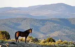 a horse standing on a hill with mountains in the background