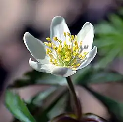 Wood anemone