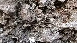 Detail of Winterset Limestone, Dennis Formation, Upper Bronson Subgroup, Kansas City Group, Missourian Series, Pennsylvanian System. Raytown, Missouri.