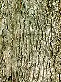 Bark, estimated age 100 years