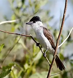 White bird with short bill, black cap, brown wings and black tail
