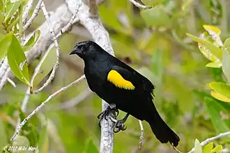 The yellow-shouldered blackbird, locally known as mariquita.
