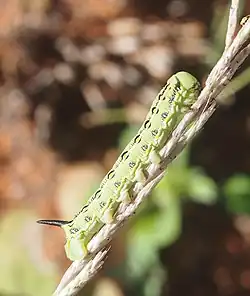 Caterpillar