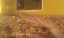 Infant saltwater crocodiles on display