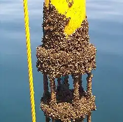 Zebra mussels on manmade structure