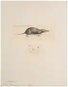 Drawing of gray shrew