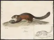 Drawing of brown squirrel