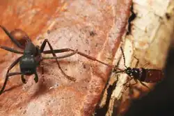 Tetradonia beetle attacking an adult Eciton burchellii worker ant during a colony emigration