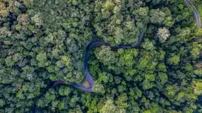 Snakes in the jungle.tif