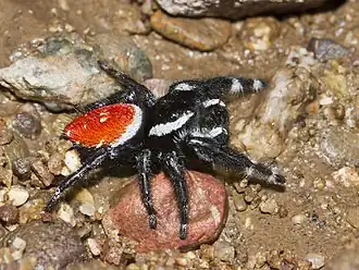 Phidippus carneus