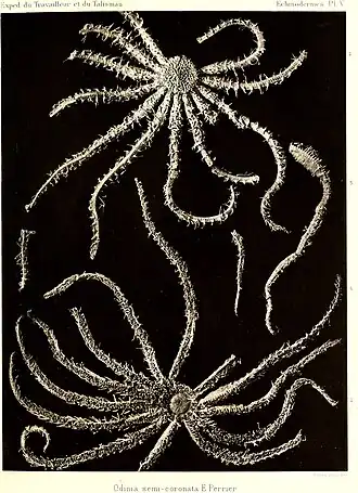 Novodinia semicoronata