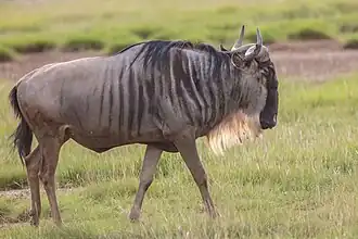 Oostelijke witbaardgnoe