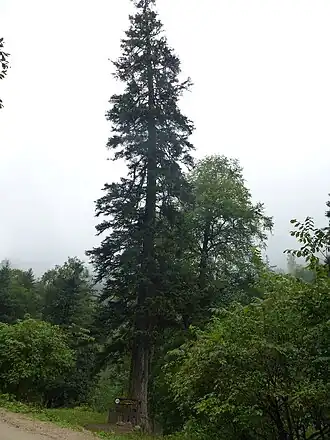 Kaukasische zilverspar