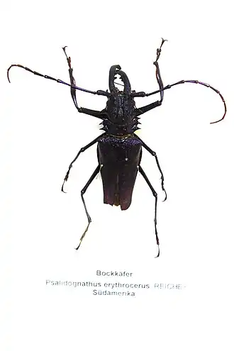 Psalidognathus erythrocerus
