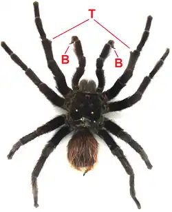 Mannetjes zijn te onderscheiden door hun bulbus (B) en tibiaalhaken (T). Aphonopelma