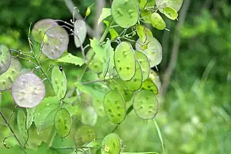 Rijpende vruchten met zaden