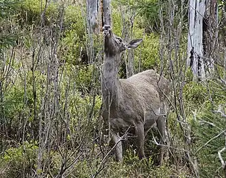Een foeragerende hinde