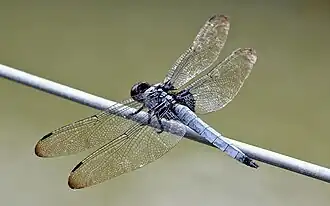 Orthetrum triangulare