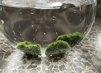 Mosbol als decoratie