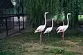 Flamingo's behoren ook tot de vogelcollectie van het dierenpark.