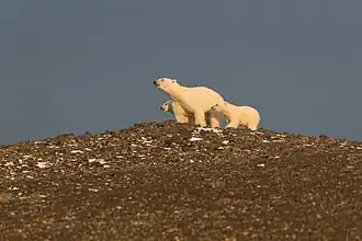 Een vrouwelijke ijsbeer (Ursus maritimus) met twee jongen op Frans Jozefland.
